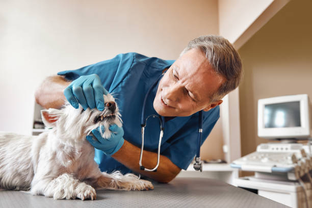 Best Urgent Care for Lost Fillings or Crowns in Hillsboro, WI
